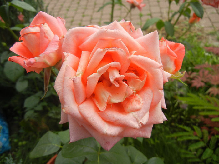 Bright Salmon Rose (2013, June 08)