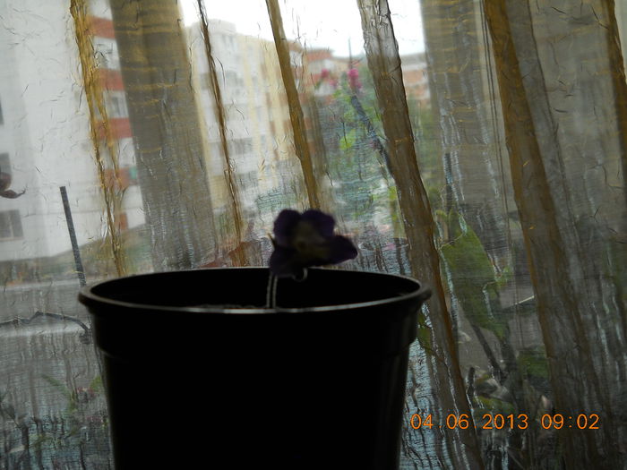 014 - STREPTOCARPUS 2013