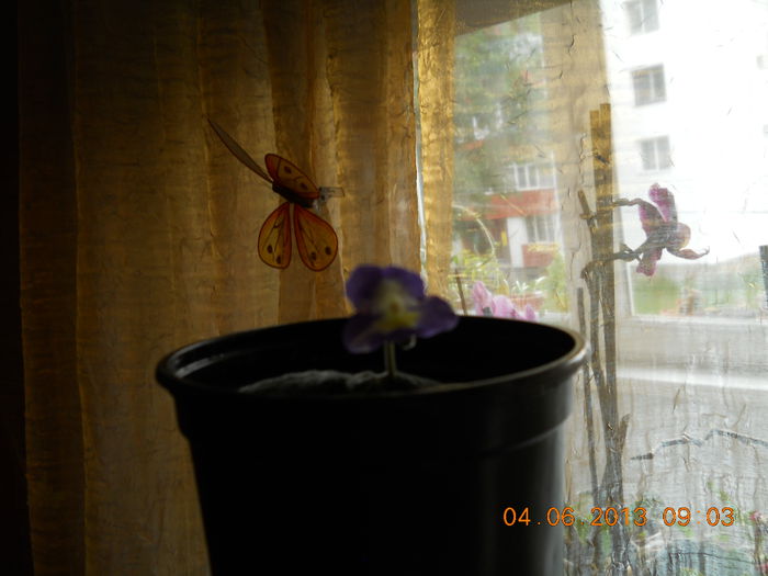 015 - STREPTOCARPUS 2013