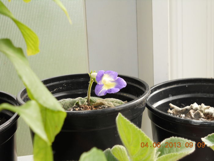 042 - STREPTOCARPUS 2013