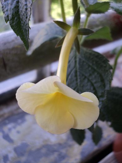 Hymalaian Sunrise - 10 iunie