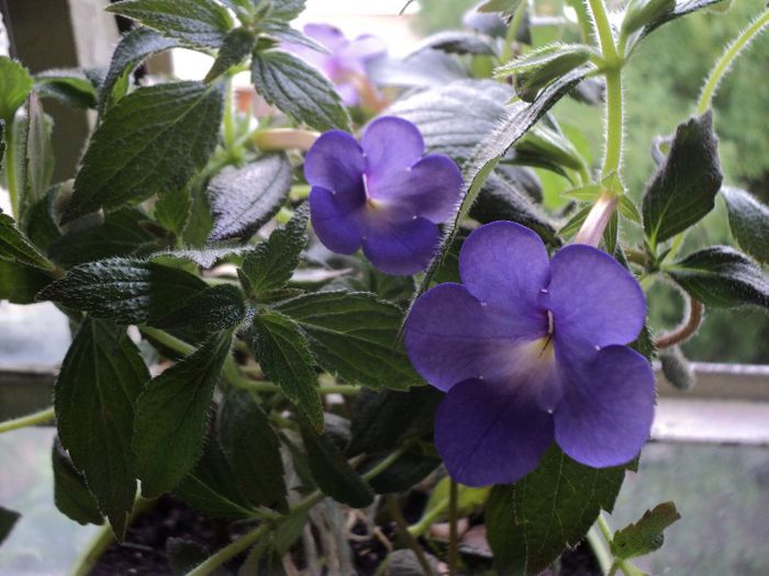 Annie Belle - 10 iunie