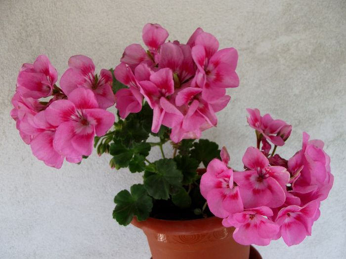 americana rose splash