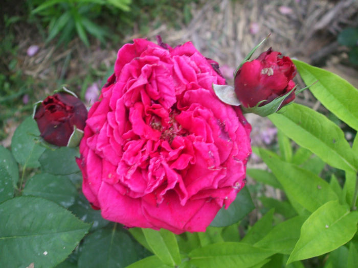 Roche Guyon - vara 2013