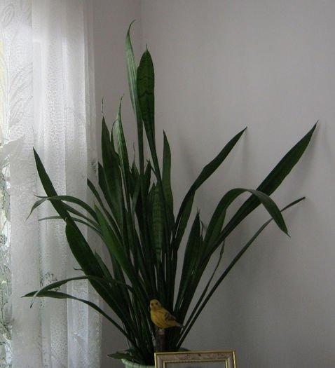 Sansevieria trifasciata