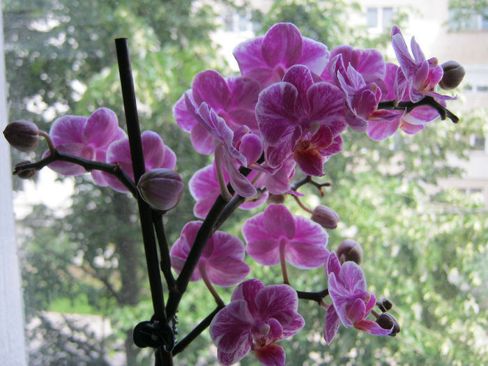 IMG_9292 - Florile mele 1