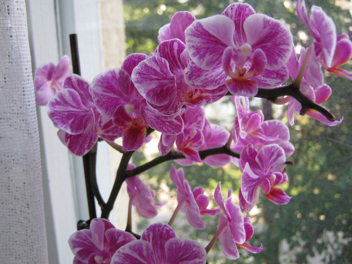 IMG_9481 - Florile mele 1