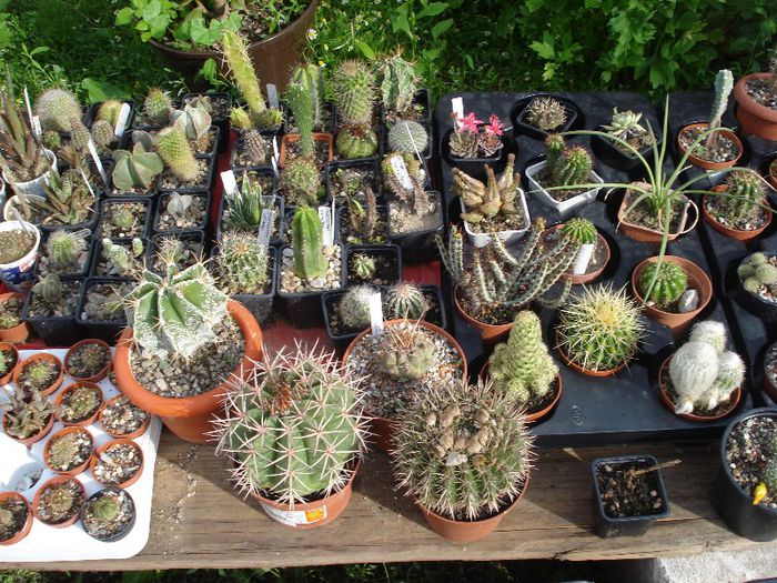 DSC00080 - cactusi 2013