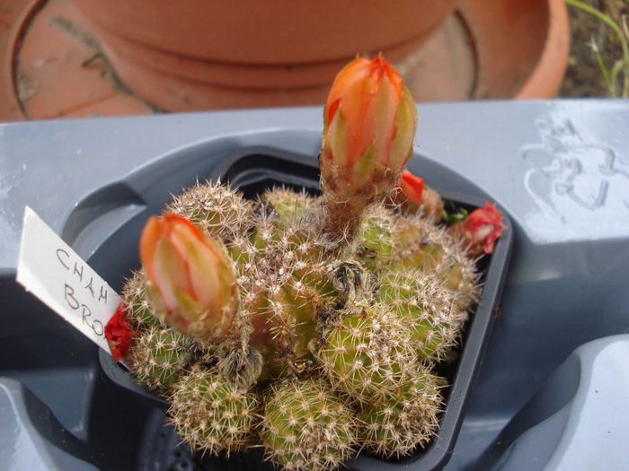 DSC00090 - cactusi 2013