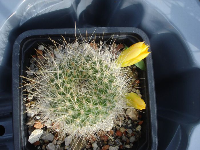 DSC00091 - cactusi 2013
