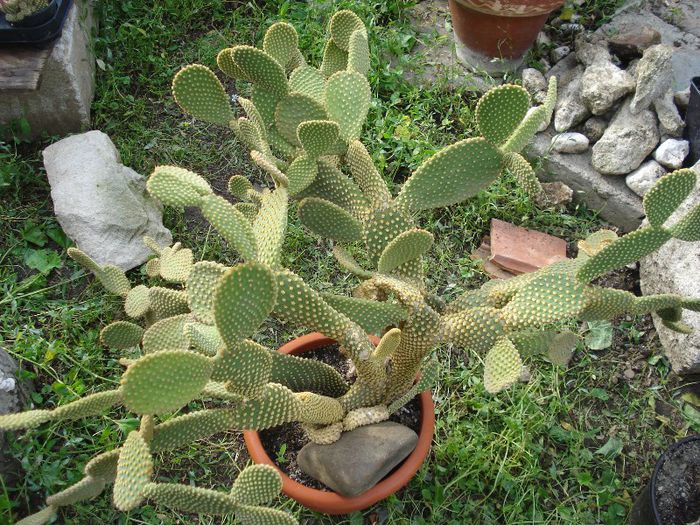 DSC00102 - cactusi 2013