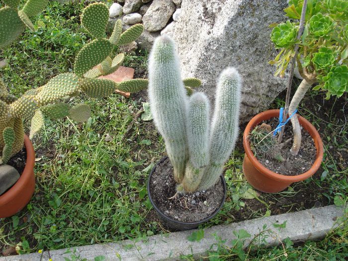 DSC00103 - cactusi 2013