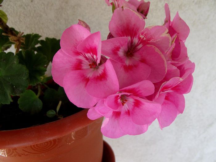 americana rose 1