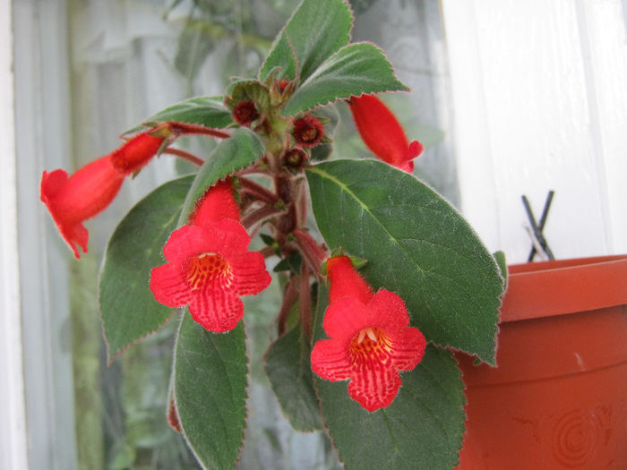 IMG_9368 - KOHLERIA MEA