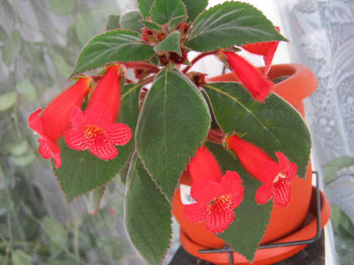 IMG_9451 - KOHLERIA MEA