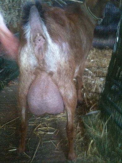 ugerul celei mai bune capre a fam holldbrook - ANGLO NUBIENE-in vizita la MEL HOLDBROOK UK