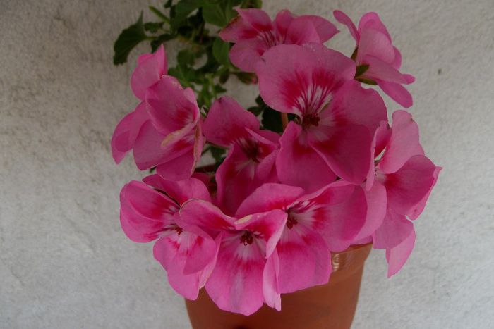 americana rose 2