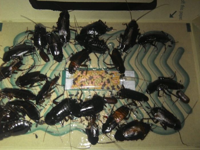 IMG_20130610_162112 - Dezinsectie Gandacul NEGRU de Bucatarie - BLACK Cockroach - Blatta orientalis