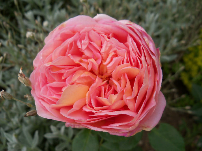 10.06.2013 - ABRAHAM DARBY 2013