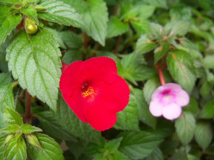 102_0509 - ACHIMENES 2013