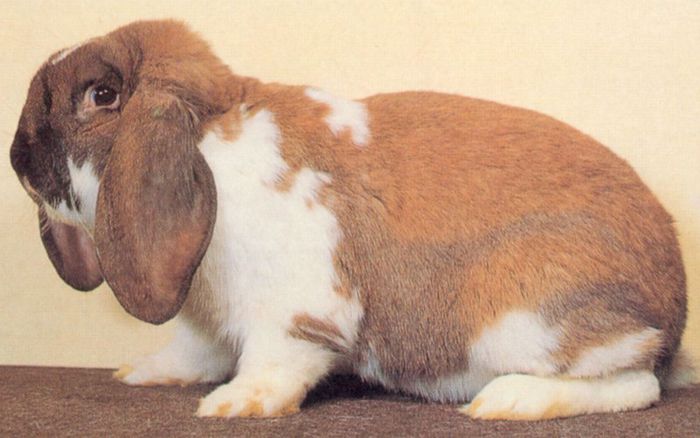 14. Thuringia mantulat - Varietati de culoare ale rasei berbec german