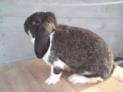 18. Gri fier mantulat