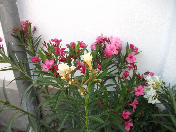 DSCF4442 - Nerium Oleander_leandru