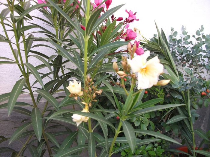 DSCF4443 - Nerium Oleander_leandru