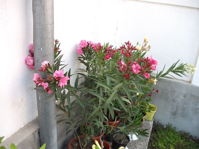 DSCF4450 - Nerium Oleander_leandru