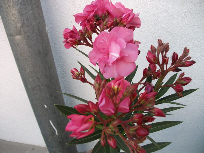 DSCF4461 - Nerium Oleander_leandru