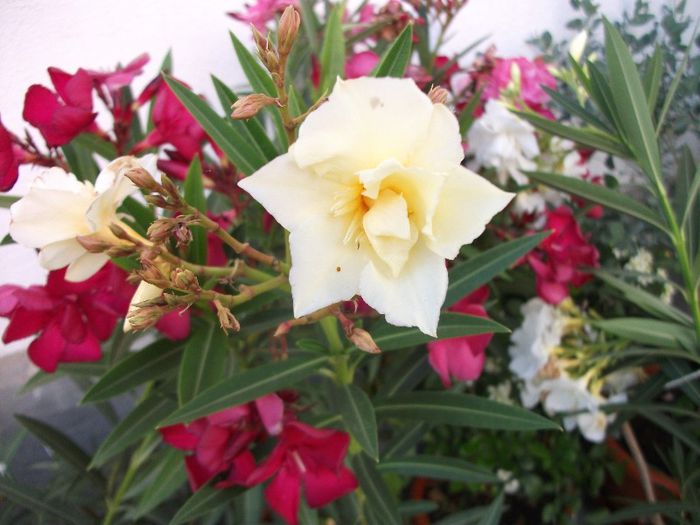 DSCF4462 - Nerium Oleander_leandru