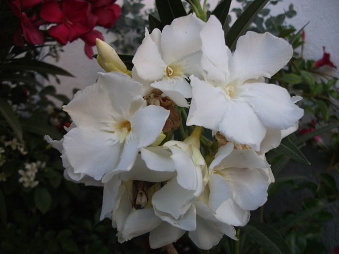 DSCF4464 - Nerium Oleander_leandru