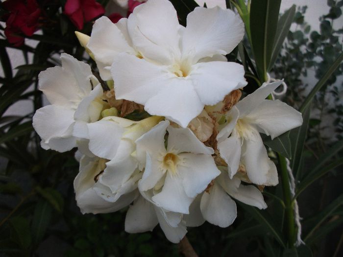 DSCF4465 - Nerium Oleander_leandru