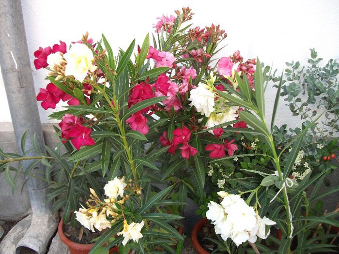 DSCF4470 - Nerium Oleander_leandru