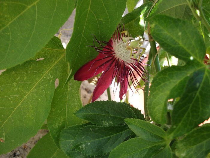 DSCF4479 - zz Passiflora le-am pierdut in 2014