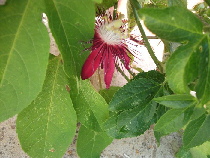 DSCF4480 - zz Passiflora le-am pierdut in 2014