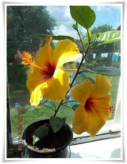 DSCN5782 - flori diverse 2013