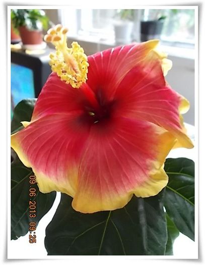 DSCN5837 - flori diverse 2013