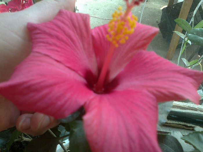 a doua inflorire - Hibiscus