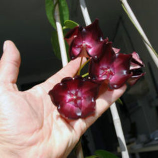 Rainforest - HOYA achizitii iunie 2013