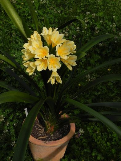  - CLIVIA