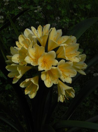 - CLIVIA