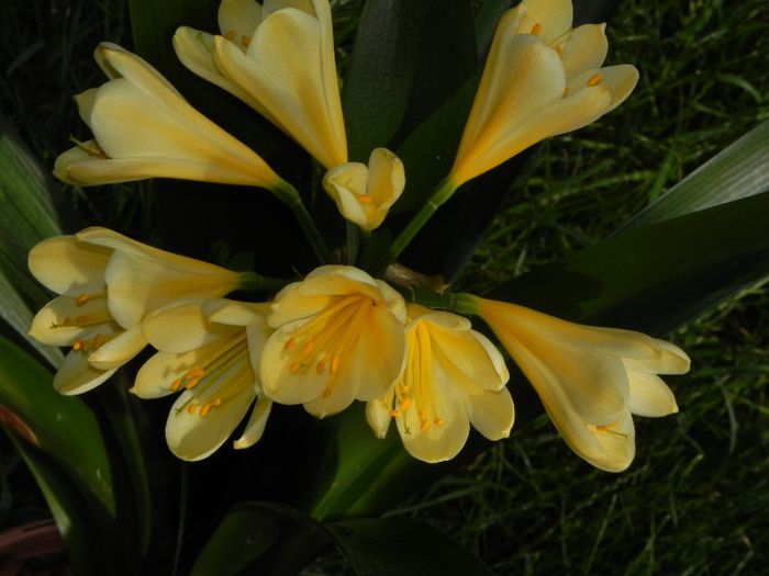 Citrina - CLIVIA