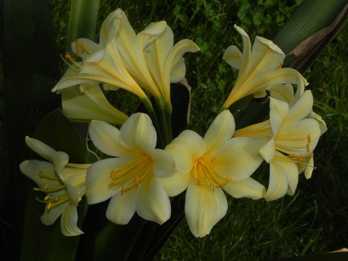 Nakamura reflex - CLIVIA