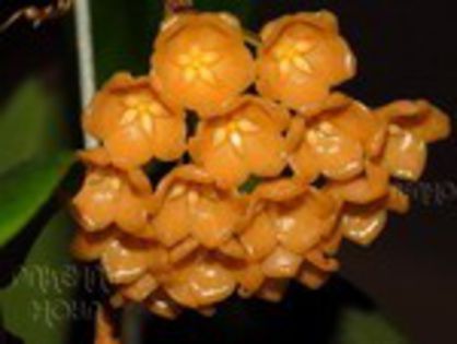 blashernaezii aff Golden Flame - HOYA achizitii iunie 2013