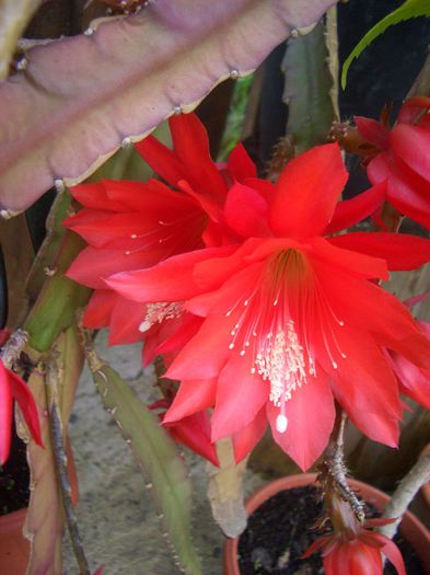 Epiphyllum - terasa 2013