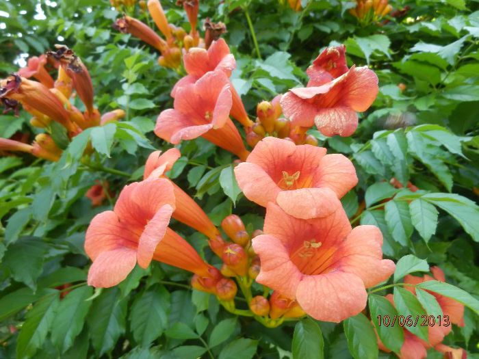 P6102705 - Campsis radicans - 2013