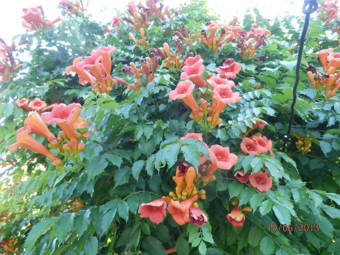 P6102706 - Campsis radicans - 2013