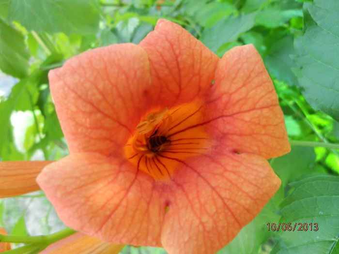 P6102708 - Campsis radicans - 2013