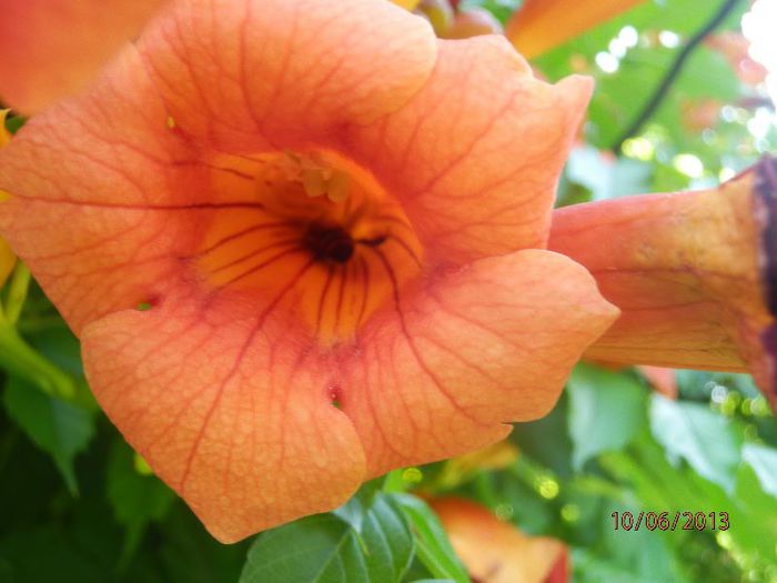 P6102719 - Campsis radicans - 2013